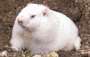 groundhog_day-wiarton-willie-2