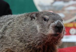 punxsutawney-phil
