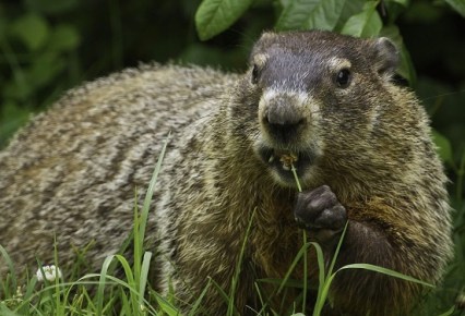 groundhog-956701_1920 (2)